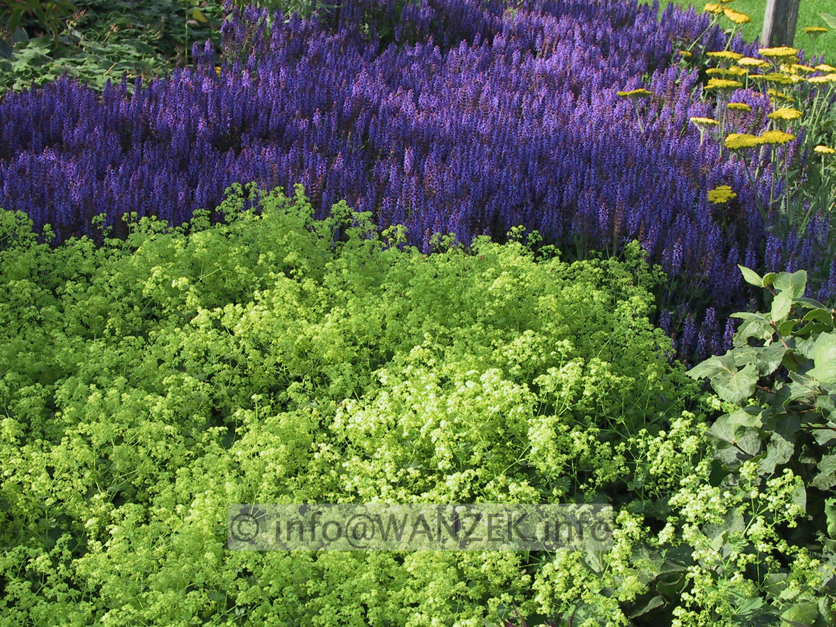 Alchemilla mollis + Salvia nemorosa Blauhuegel.JPG